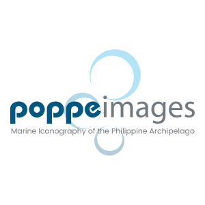 Poppeimages Logo PNG SVG Vector